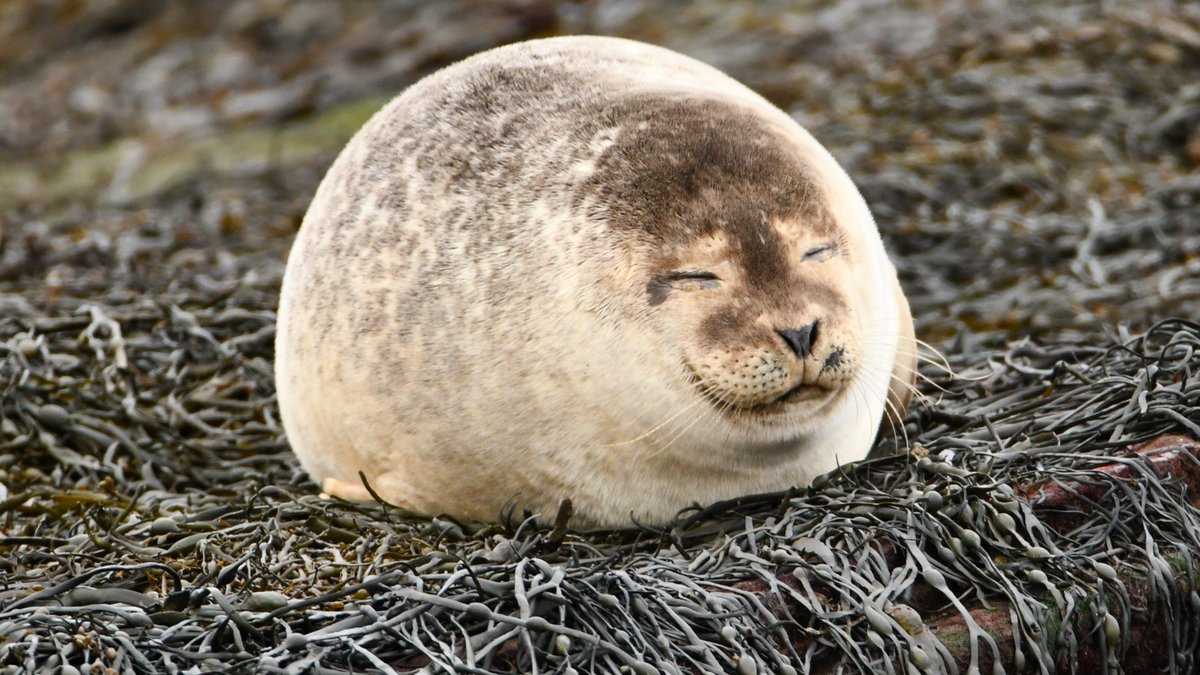 BBC Scotland News tweet media