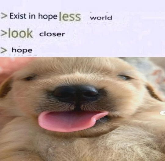 caninepoetry (@caninepoetry_) on Twitter photo 