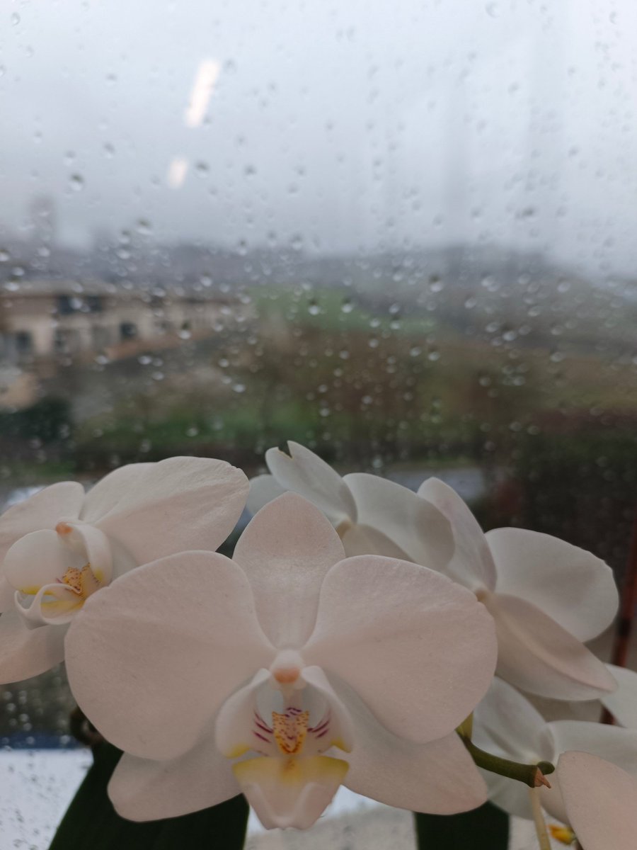 Hiç kimsenin, yağmurun bile
Böyle küçük elleri yoktur.
Bütün güllerden derin
Bir sesi var gözlerinin.
Yeni Türkü
#çarşamba
#günaydın