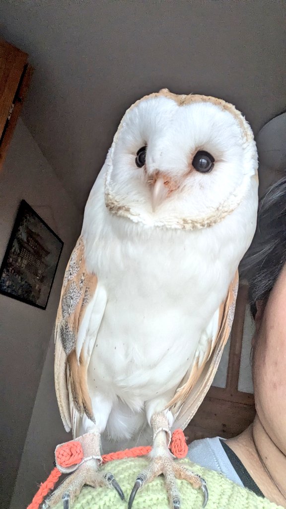 エアコン付けに来てくれるの終わるまでこっちのお部屋で待っててつかぁさい🙏
#とおいちのルチル #メンフクロウ #Barnowl