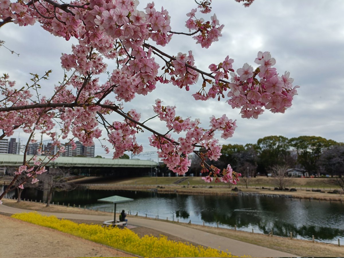 旧中川の河津桜。かなり満開に近いかも。

 #河津桜  #旧中川