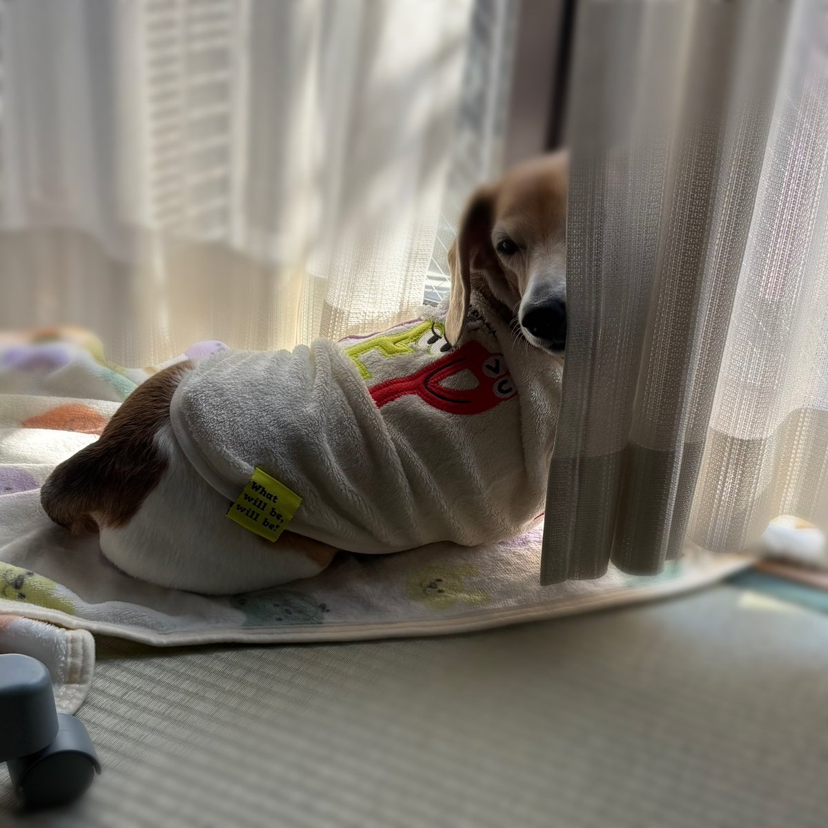 cocona_darake's tweet photo. ベランダ前がお気に入り☀️🐶💤 https://t.co/etwK5zdHin
