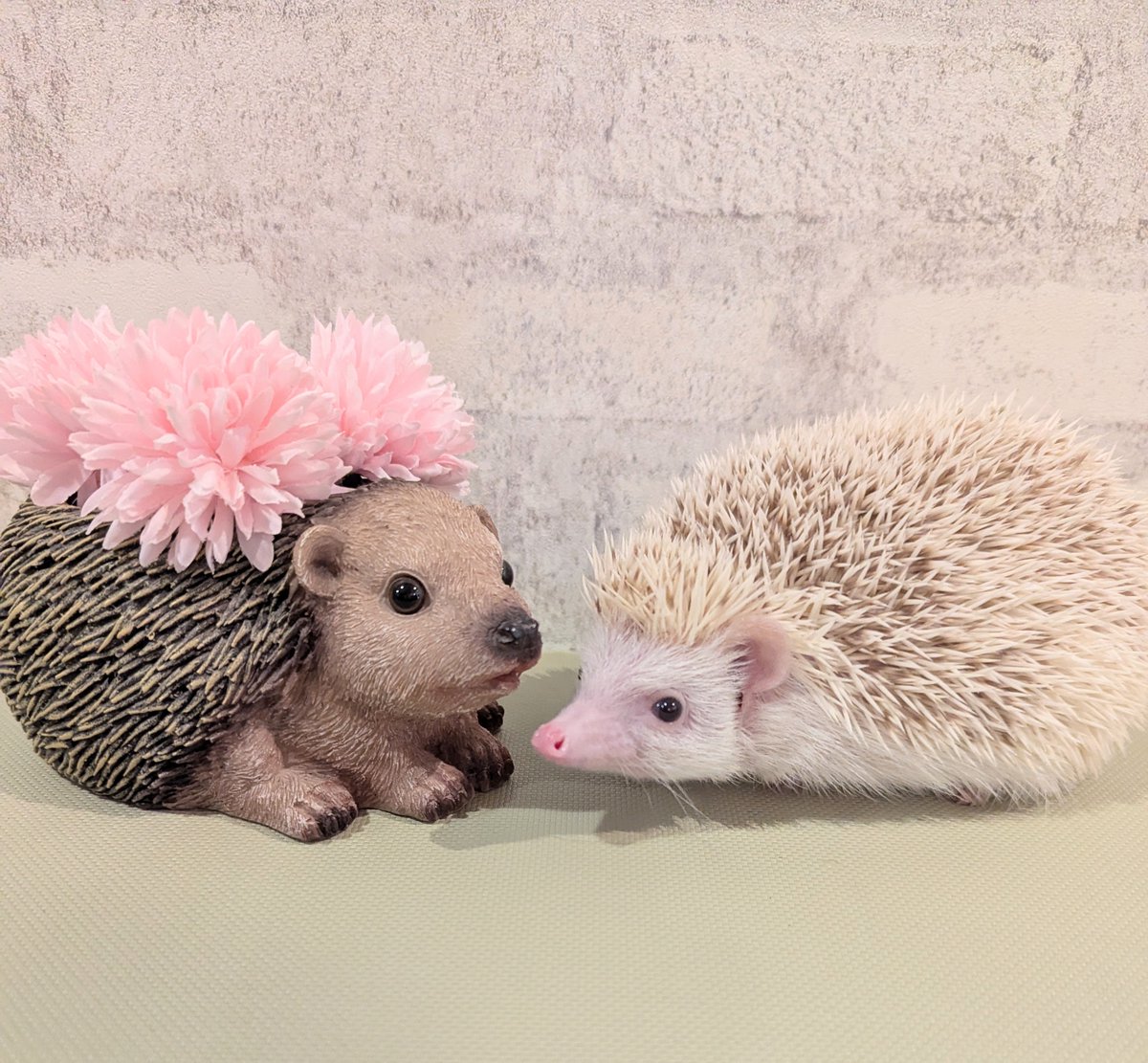 ピンクのお鼻がとてもかわいい おもちちゃん🦔💗 ピンクのお花が似合っ