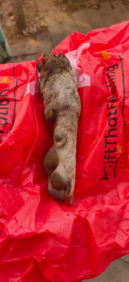 SaviourOfStrays's tweet photo. ⚠️ WARNING: DISTRESSING CONTENT ⚠️

A friendly pet dog had its leg intentionally severed by an unknown individual. The attacker left the limb at the owner’s gate, surgery today. This monster must be identified. ⚖️🐾

#Chennai #AnimalCruelty #Justice #AnimalRights https://t.co/nxB6iXLzbf