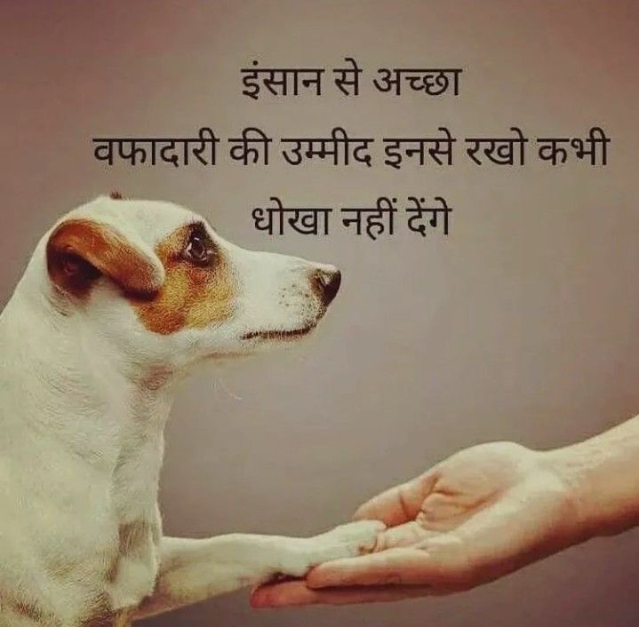Bharati_06's tweet photo. @choco434985 @Amitava63051821 @ABahamania1 @Anilvai33401307 @ANMLDFR @ArjitArjit7262 @AnumaVidisha @arora14feb @Bsankshay #SaveOurDogs https://t.co/0yWEYWzQmF