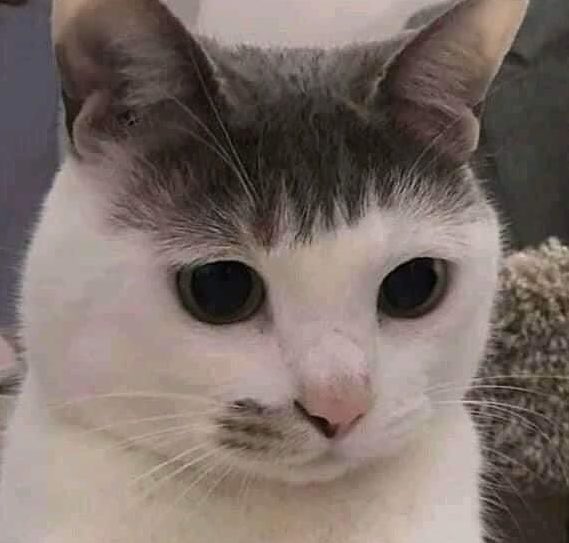 ฝั่งไหนคือนู๋ออมตุวจริง แยกม่ายออกเยย 🐱