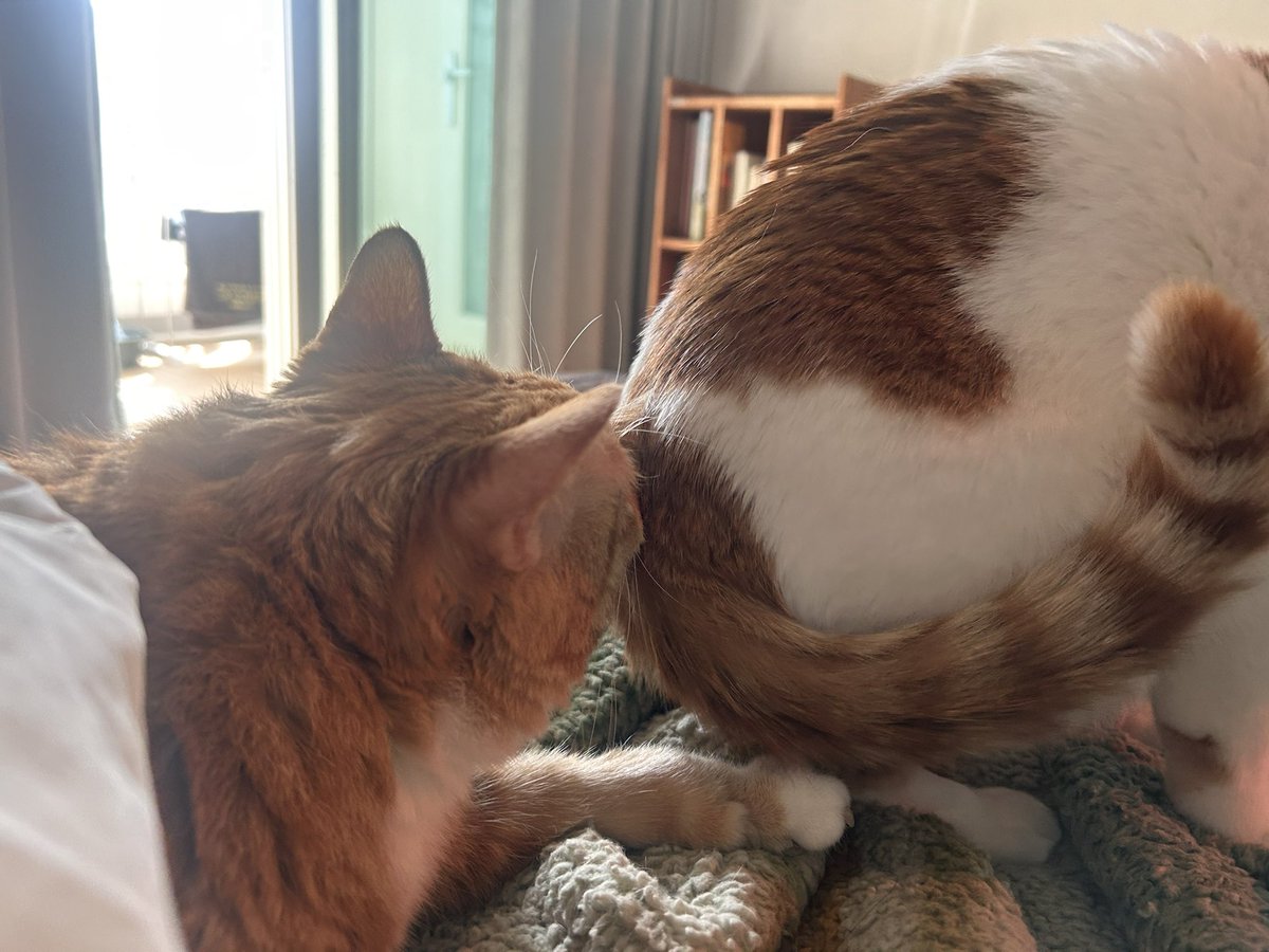 nabjacks's tweet photo. 자리 뺏으러 온 줄도 모르고 엉덩이 킁킁대기나 했지 https://t.co/Ng1od5zqG2