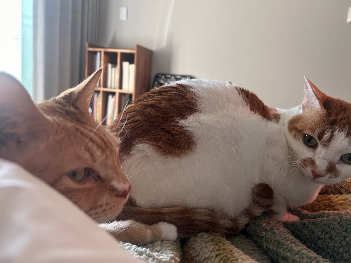 nabjacks's tweet photo. 자리 뺏으러 온 줄도 모르고 엉덩이 킁킁대기나 했지 https://t.co/Ng1od5zqG2