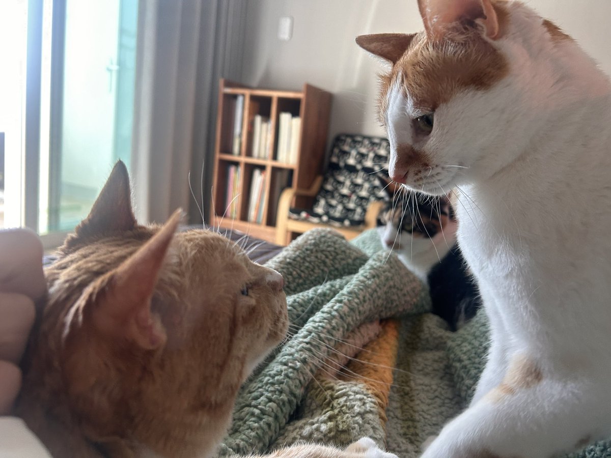 nabjacks's tweet photo. 자리 뺏으러 온 줄도 모르고 엉덩이 킁킁대기나 했지 https://t.co/Ng1od5zqG2