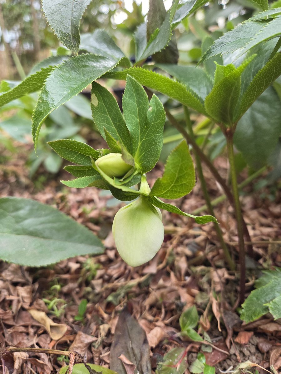 本日2月18日(水)は！
中野sweet rain でヒラヤマ4！
新曲もやる予定です。
過去のボツった曲達が成仏した感のある曲ができました。

2月18日(水)
中野sweet rain 
19:00オープン
19:30スタート

ヒラヤマ4
平山順子alto sax 
角脇真piano 
山本裕之bass 
大井澄東drums 

よろしくお願いいたします！