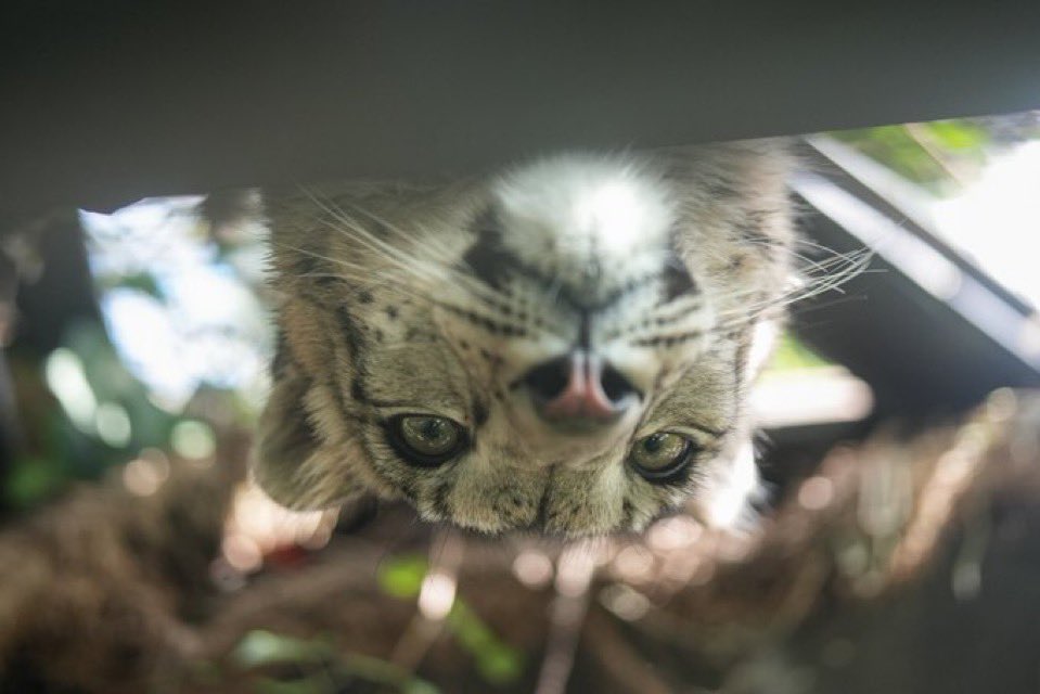 zoul. (ΘΔ) «🍉» tweet media