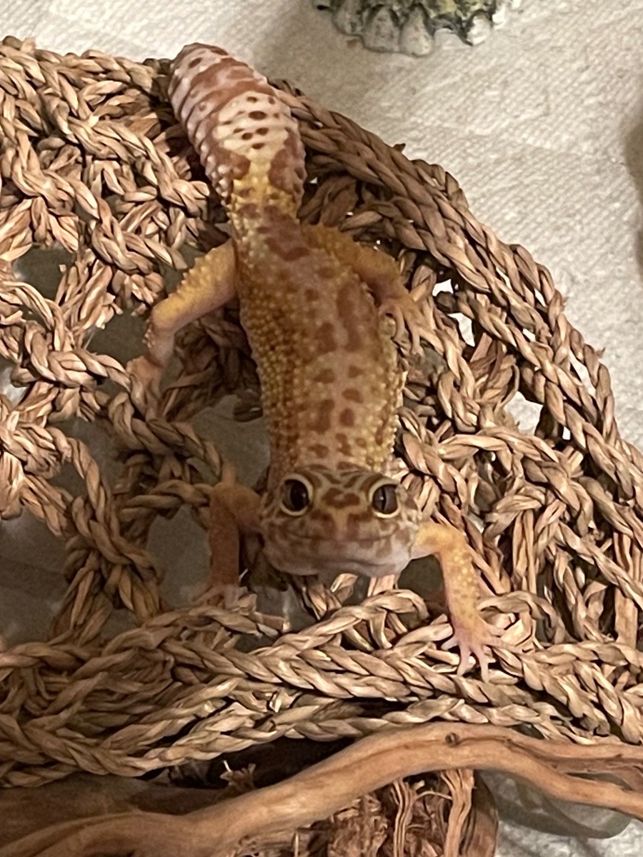 sylphidian's tweet photo. my wedding bouquet draft + my future husband's lizard https://t.co/cFycDA3FFo