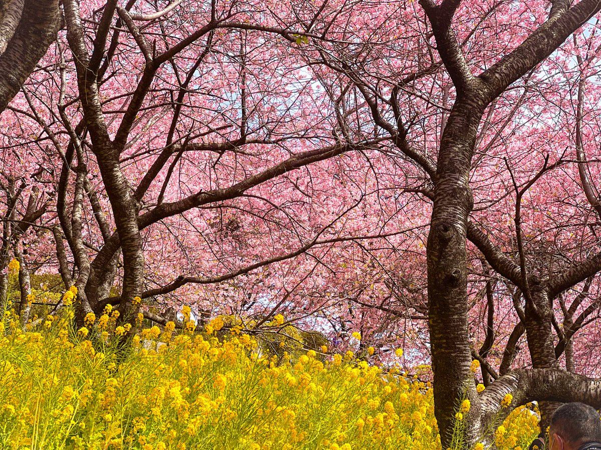 JapanWireless's tweet photo. Matsuda Cherry Blossom is now in full bloom 📷 Just about two hours from Tokyo, it’s the perfect little spring escape. With weather like this, it’s time to gather a few friends and head out for a day under the sakura.
For more details, check the article in the comments 📷 https://t.co/52KZgcPiT2
