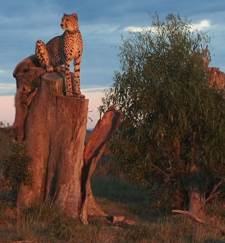 chrisc510's tweet photo. Loved the lighting! Loved the Cheetah family!
#wildearth https://t.co/6eg4JdoDOv