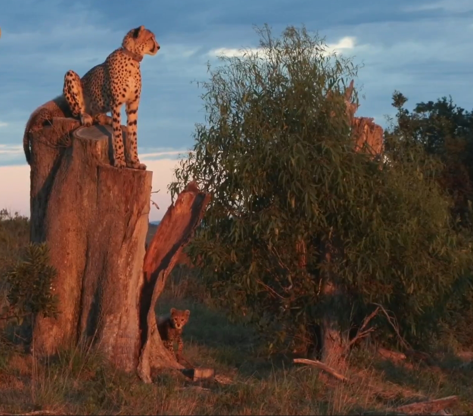 chrisc510's tweet photo. Loved the lighting! Loved the Cheetah family!
#wildearth https://t.co/6eg4JdoDOv
