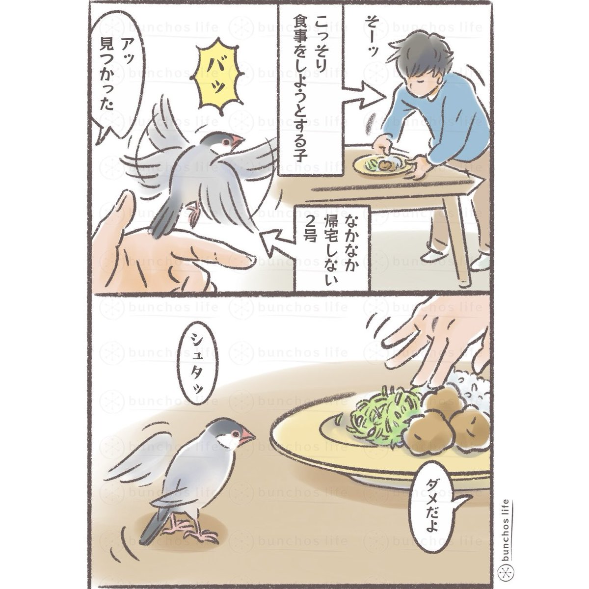 なかなかケージに戻らない2号、ニンゲンがご飯食べられないので困る(基本は戻るまで我慢…)
#文鳥 
#4コマ漫画 