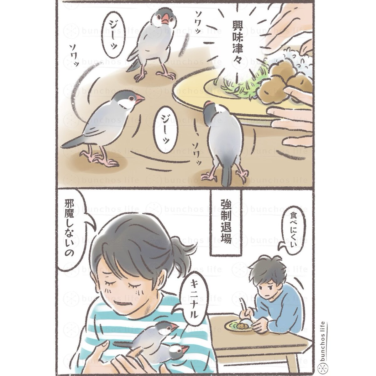 なかなかケージに戻らない2号、ニンゲンがご飯食べられないので困る(基本は戻るまで我慢…)
#文鳥 
#4コマ漫画 