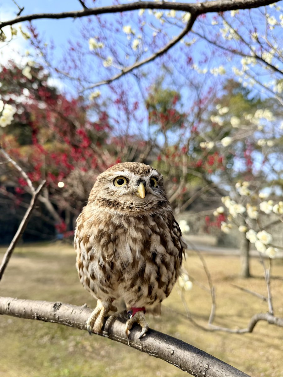 梅の花の妖精さん🧚‍♂️