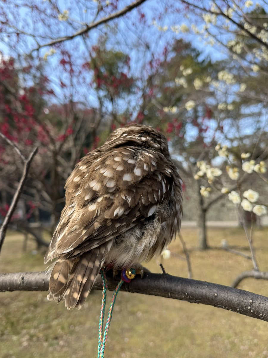 梅の花の妖精さん🧚‍♂️