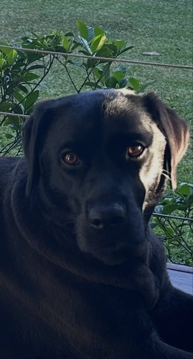JoeMs45's tweet photo. @RubinReportShow Sneako is gross. My dog, on the other hand, is a beautiful creature. https://t.co/CuUwvf34oX