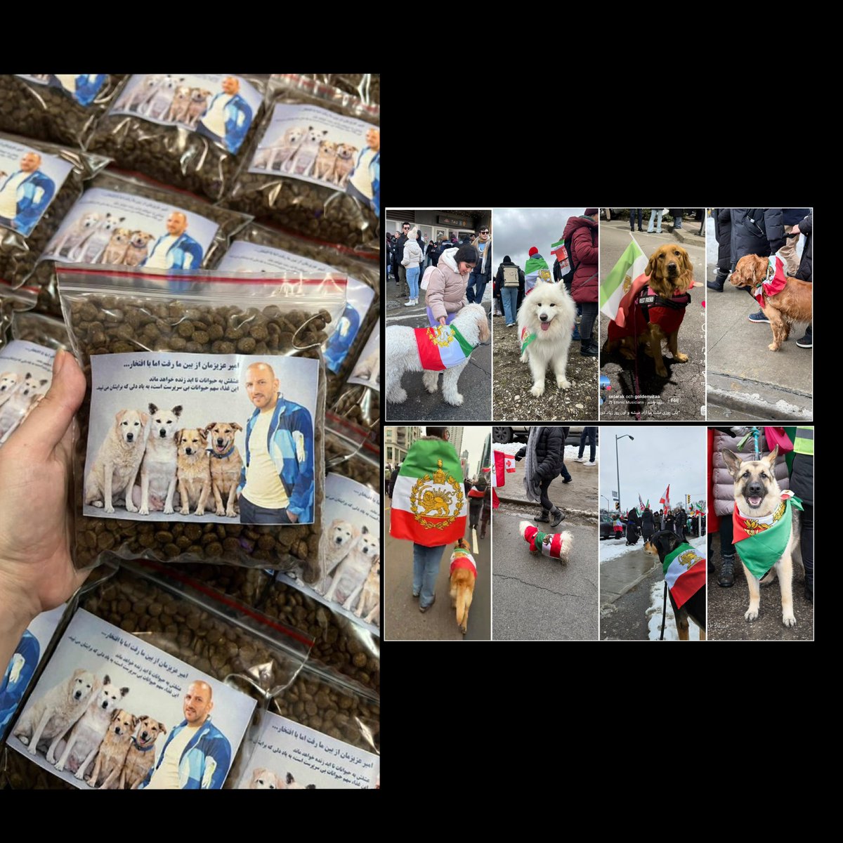Bestynisha's tweet photo. While Muslims in New York consider dogs unclean, the family of Amir Shokouri, a young Iranian murdered by the Islamic regime, honoured him by preparing and distributing dry food for stray dogs in his hometown, during his mourning ceremony. He was a supporter of street animals. https://t.co/GHkJaChtn6