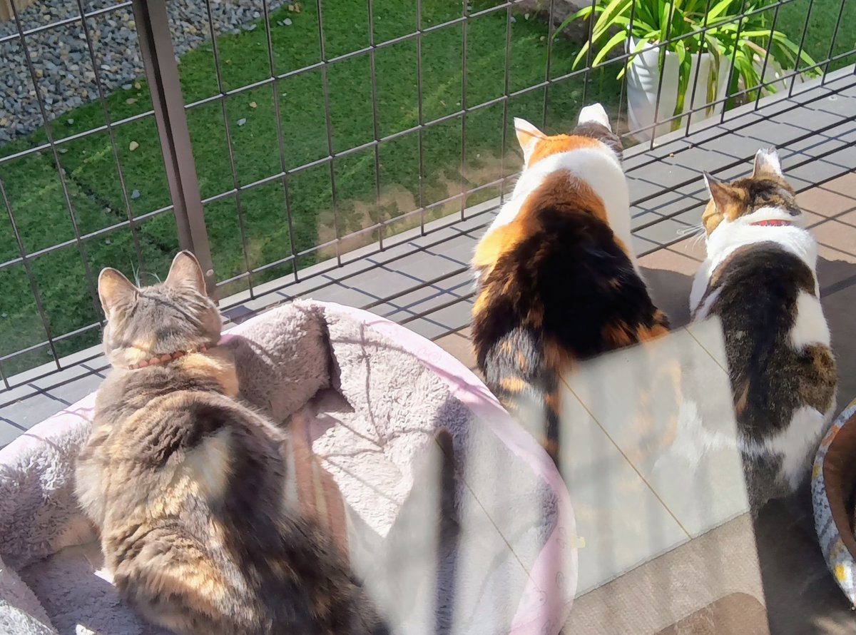 猫テラスの女子軍団😸
外の芝生にはスズメ！