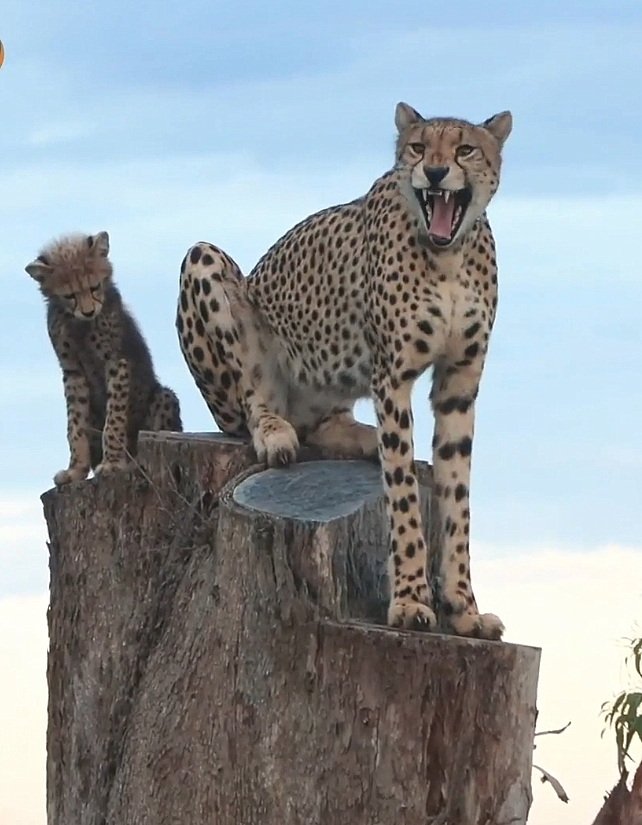 chrisc510's tweet photo. One was a chirp and the second was a yawn. 
Which dental sighting was better?
#wildearth https://t.co/Ct2Pu6VVQ9