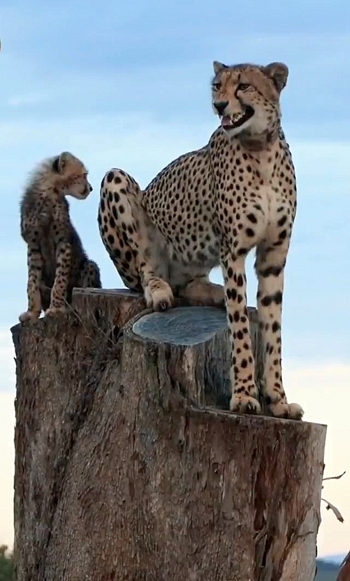 chrisc510's tweet photo. One was a chirp and the second was a yawn. 
Which dental sighting was better?
#wildearth https://t.co/Ct2Pu6VVQ9