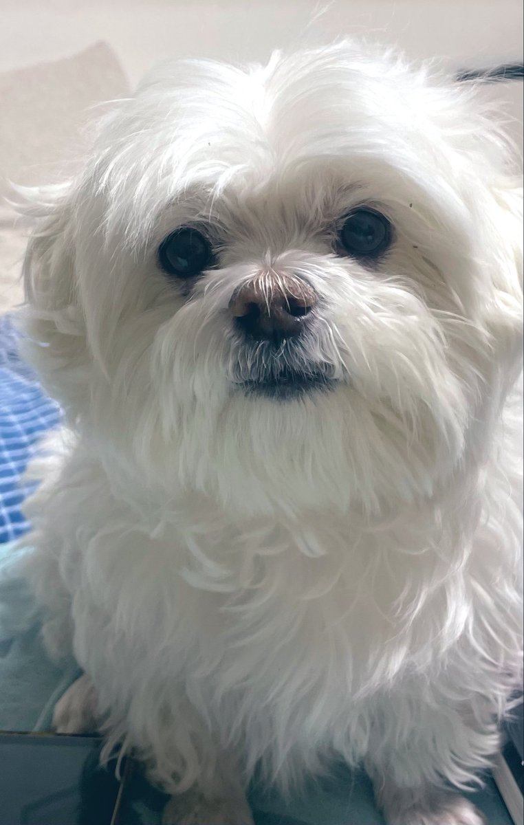 leeyong.ip tweet media