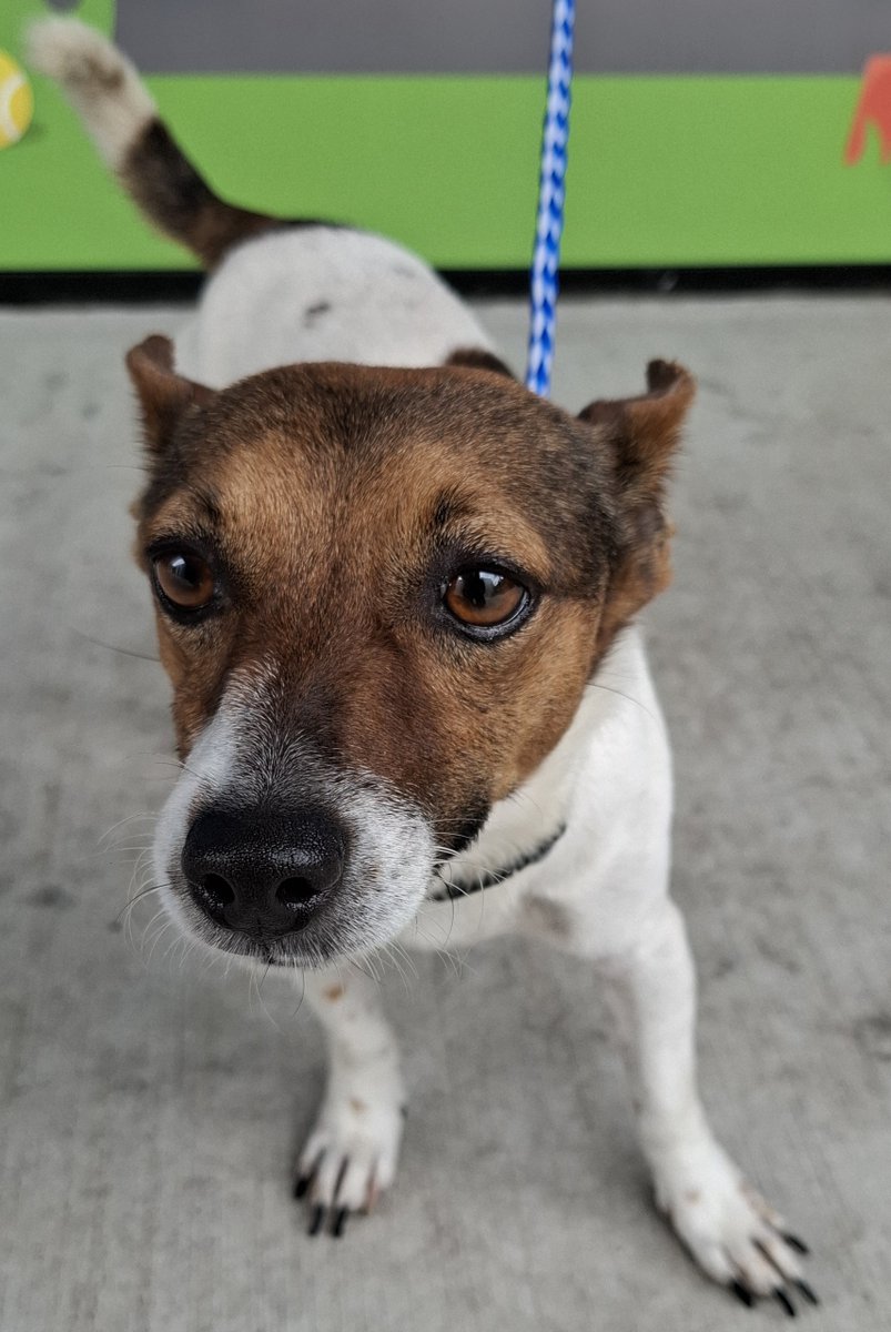 Mackay Regional Council tweet media