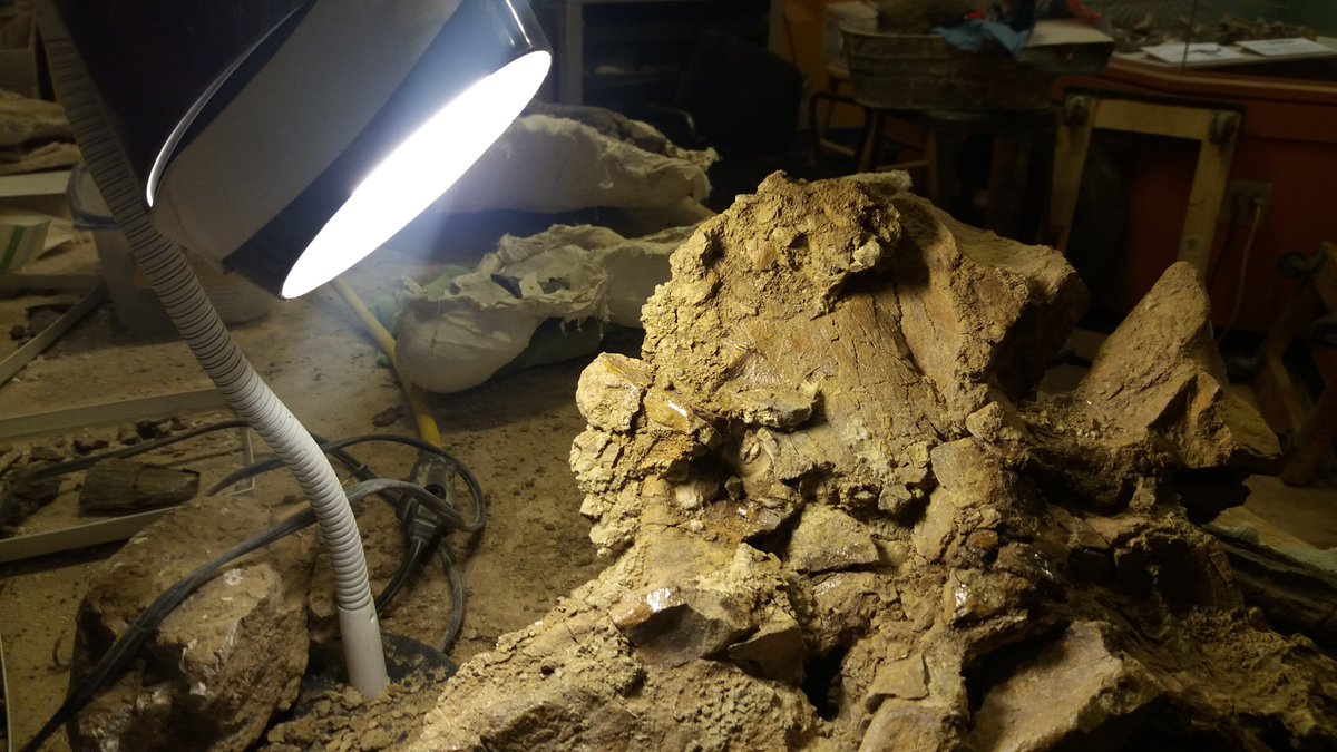 Diplotomodon (𓅽) tweet media