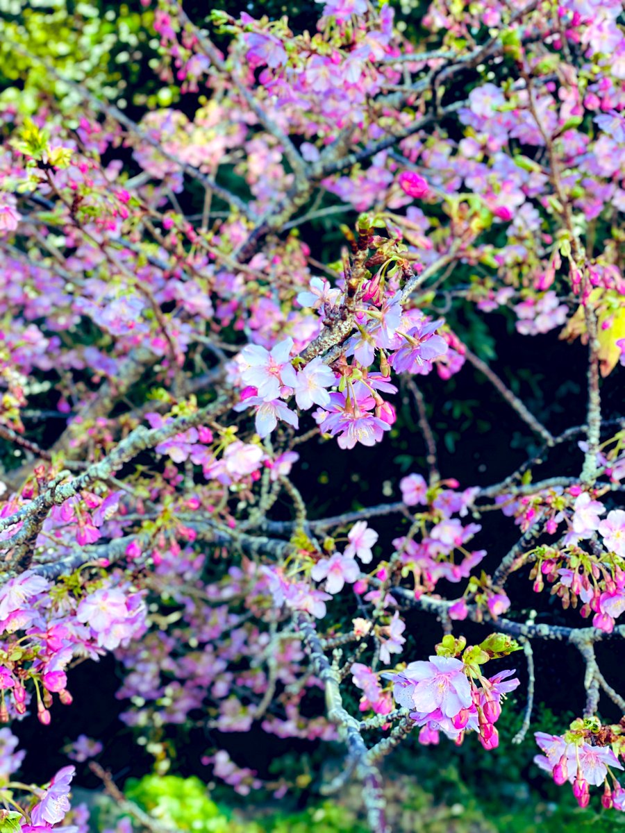 cafemisaki2310's tweet photo. 黒島では一足早く桜の開花が始まっています🌸
こちらは大漁桜です🌸
春はもうすぐ
#佐世保黒島 https://t.co/PPfA9GCZnW