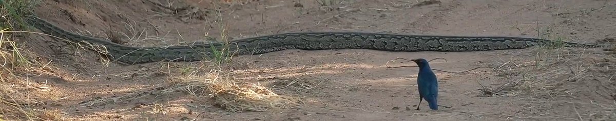 chrisc510's tweet photo. What a road block! 

#wildearth https://t.co/GfTEifRgXh