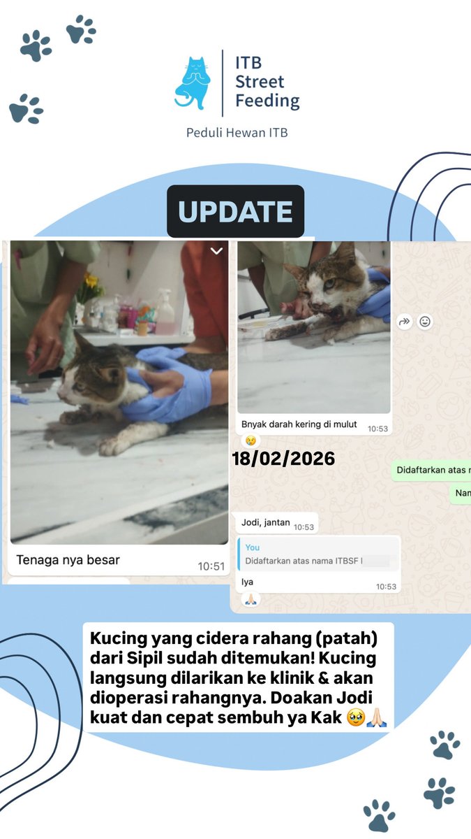 ITBSF's tweet photo. Update kucing Jodi: sudah keluar dari tempat sembunyi dan langsung dilarikan ke klinik.

Mohon doanya Kak. Sedih sekali lihat kondisinya yg tidak bisa makan-minum 5 hari dan kesakitan berat 😭🙏🏻 https://t.co/HvFIeGWwOB