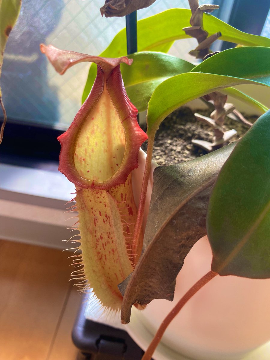 Ax05F's tweet image. N. (thorelii x veitchii Hmts) x northiana red ES