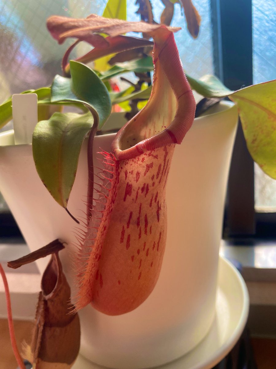 Ax05F's tweet image. N. (thorelii x veitchii Hmts) x northiana red ES