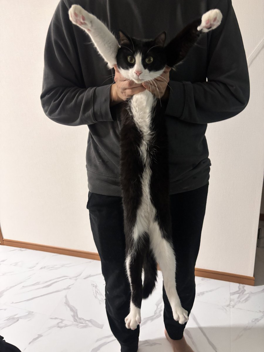 ハチワレ猫しゃち tweet media