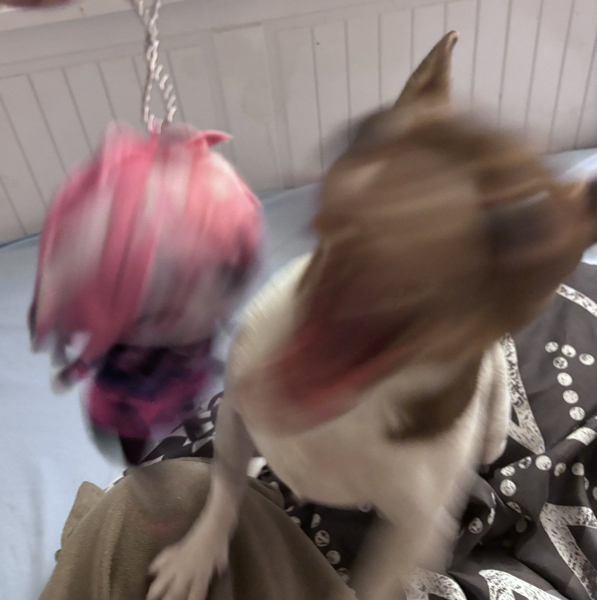 Jorchinit 🌭 tweet media