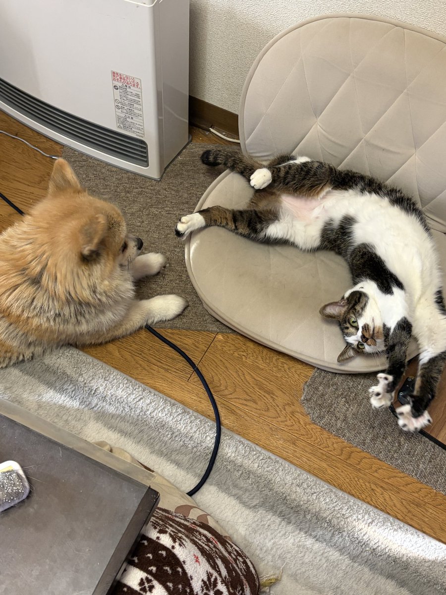 この時間はリビングが暖かいからニーナとはぐが大人しく同じ部屋で寝てる。