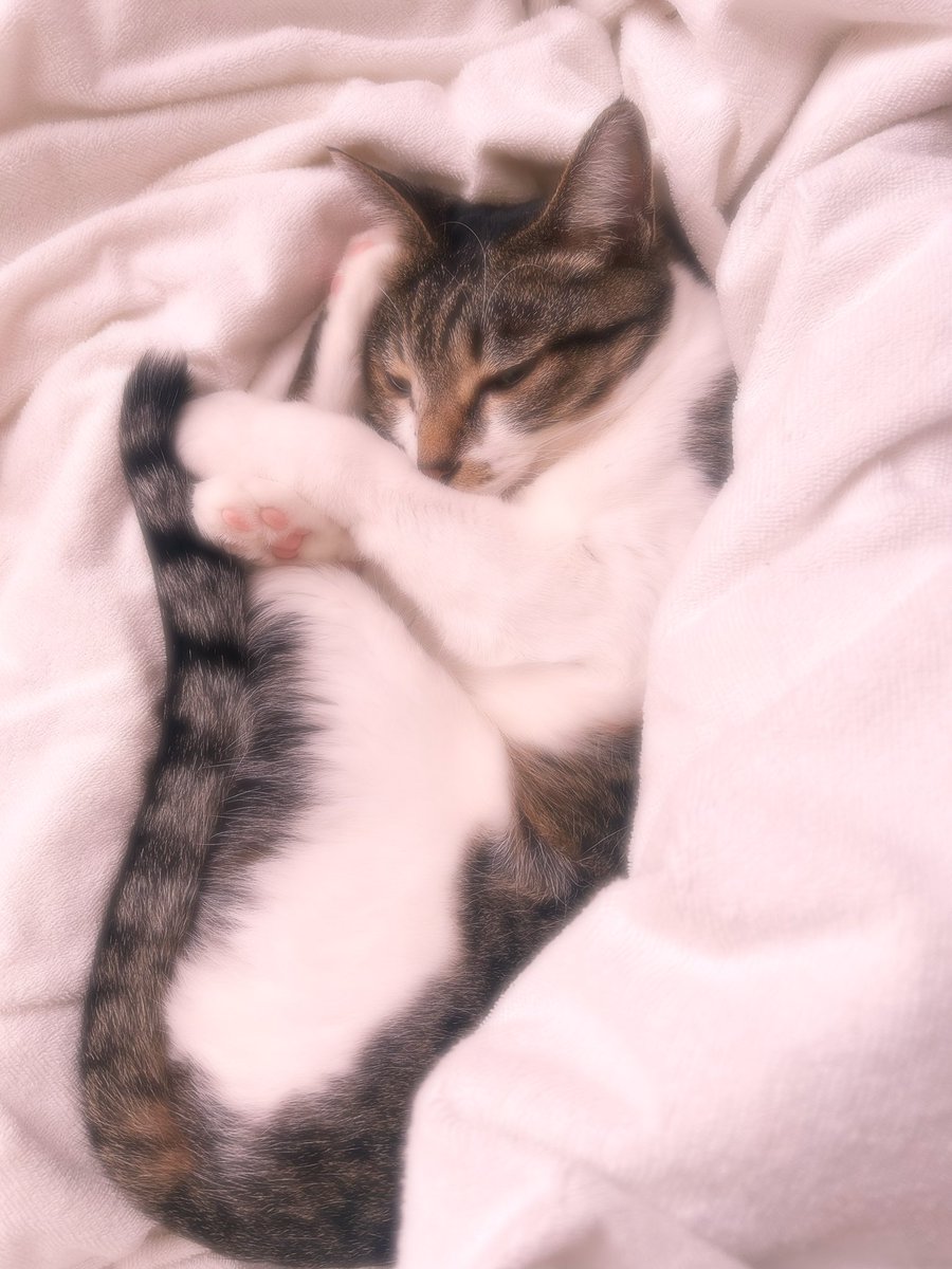 まゆみ*Mayumi tweet media