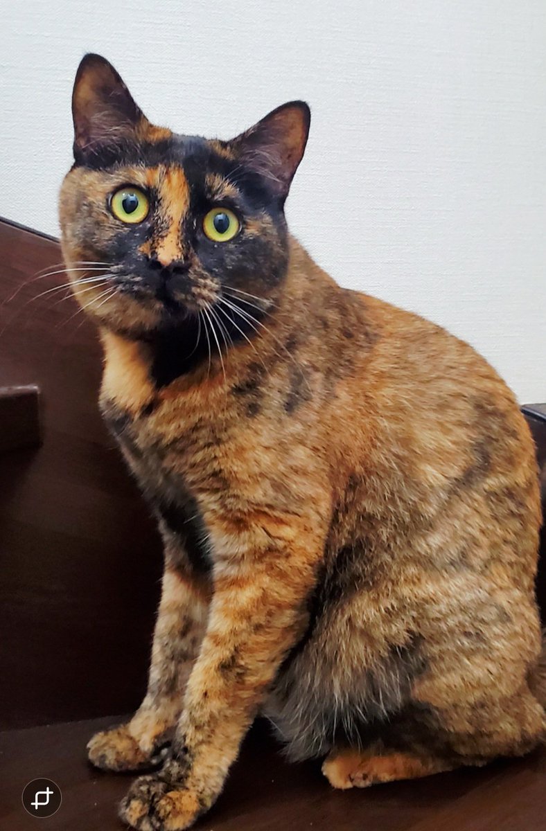 きょとん顔も、かわいいね！
#サビ猫
#保護猫