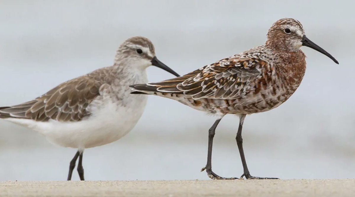 AusTSX's tweet photo. For this #WildlifeWednesday is the critically endangered Curlew Sandpiper (Calidris ferruginea). These migratory shorebirds breed in Siberia in June-July. During the non-breeding period, they can be found in Africa, Asia, New Zealand and Australia!

📷 John Barkla

#WildOz https://t.co/JPsKaJRYE5
