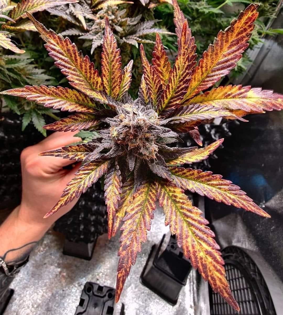 STONERS R US 🍃 tweet media