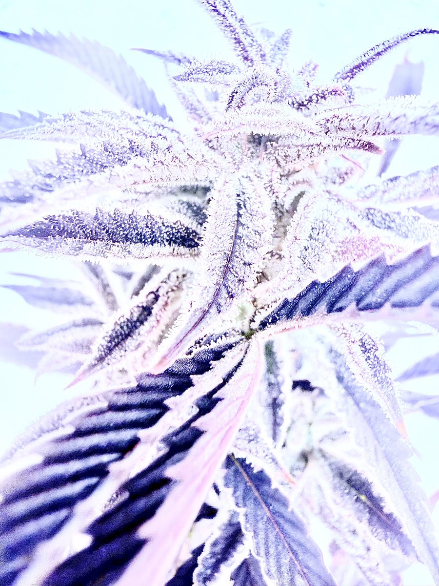 Echo #8
( Halo #6 x Platinum S1 #7 )