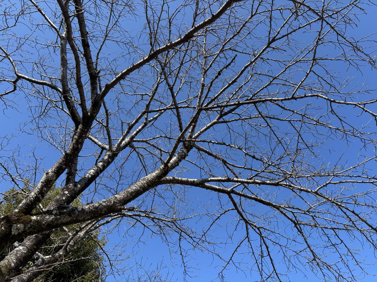 pluscomfort's tweet image. 昼食後の散歩🚶
近くの公園🛝にて
蕾らしきものがチラホラ
保健師さんのアドバイスで、
昼食後に10分前後歩いています🎵