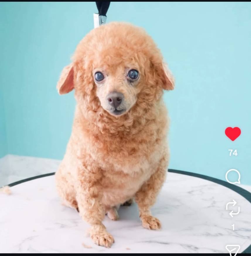 すごい。羊にもゴリラにもアルパカにもなれる生き物なんだ・・🐩