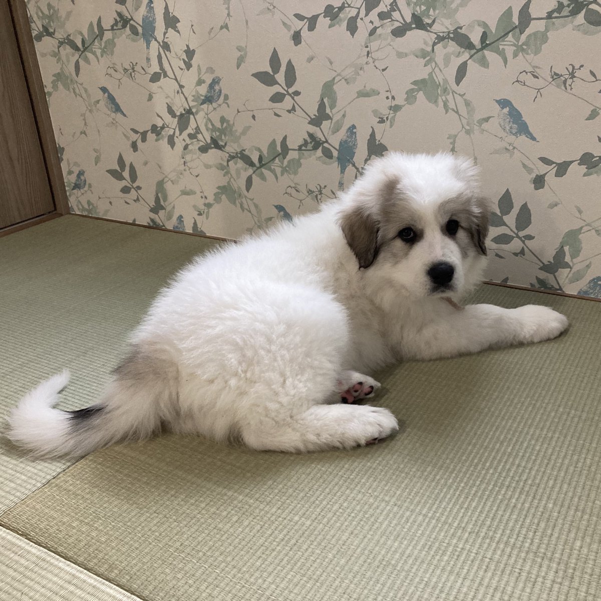 Pyrenees_Selene's tweet photo. 13kgの生後2ヶ月パピーちゃんと、すくすくと育った45kgの3歳ちゃんです。
グレートピレニーズの女の子です。 https://t.co/trsLxACqZE