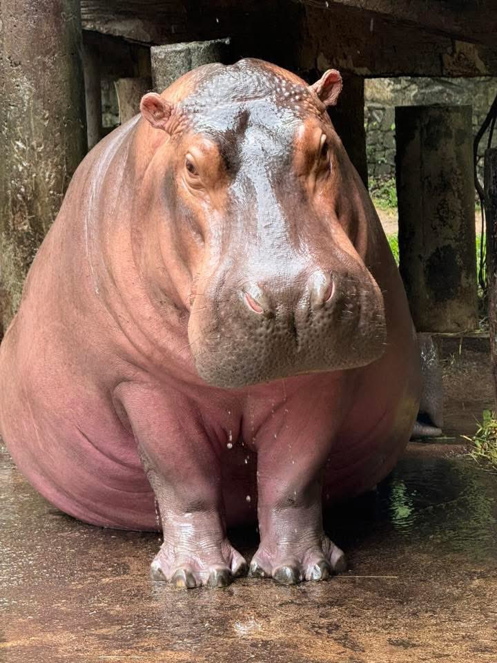 อ้วนแต่ก็น่ารัก 555 #hippo #PygmyHippo #ขาหมูแอนด์เดอะแก๊ง #หมูเด้งเด้งกี่โมง #Moodeng #พี่ขาหมู #สวนสัตว์เปิดเขาเขียว