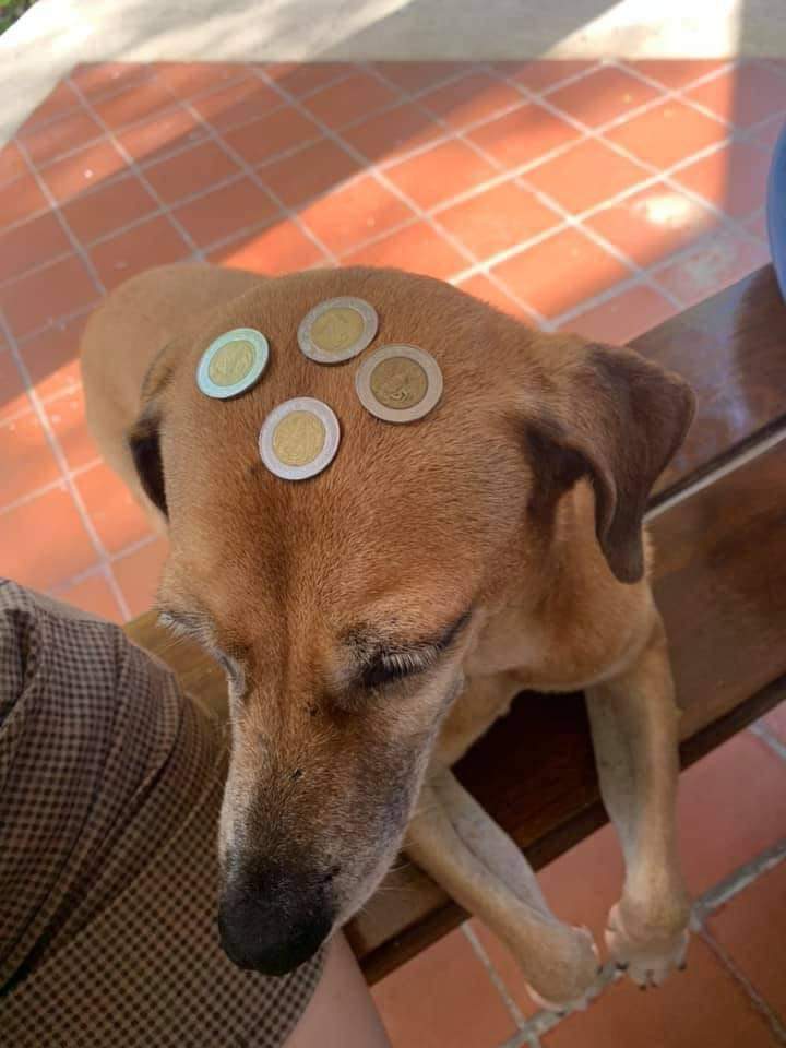 Comparte este lomito del dinero para que te vaya bien económicamente lo que resta del año 🙌🏻🙏🏻