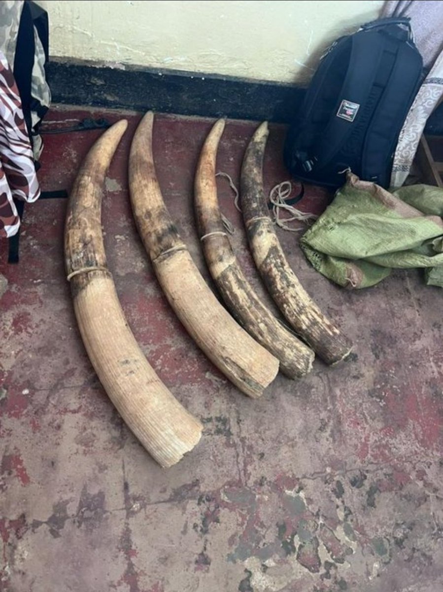 FMLarousse's tweet image. Trois (3) trafiquants d'ivoire interpellés à #Kipushi en #RDC annonce l'ONG ConservCongo engagée contre les crimes environnementaux.

"30kg d'ivoire éléphant confisqué en permanence hors marché noir. Notre soutien de renseignement à l'institut congolais pour la conservation de la